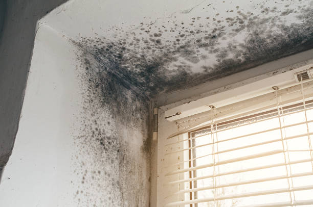 Trusted Bathroom Mold Removal service in Apex, NC - Cheap Mold Removal