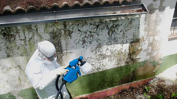 Trusted Mold Removal service in Apex, NC - Cheap Mold Removal